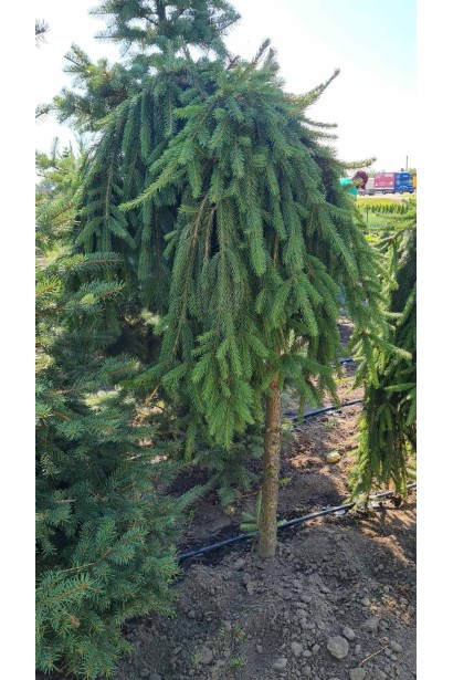 Ель плакучая Инверса на штамбе - ком60кг/вис.130-140см/Ø60-80см/ШТАМБ 110-120см/обхват 14см